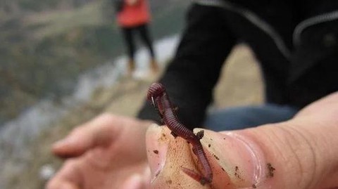 密室逃脱蚯蚓怎么弄